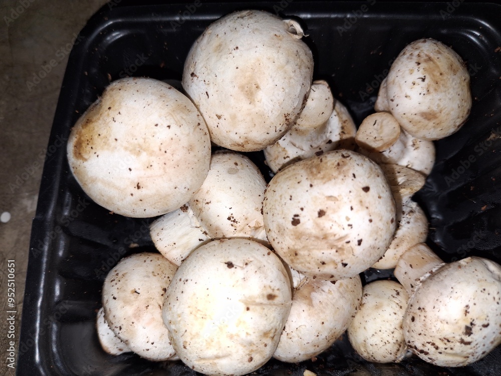 fresh mushroom : fresh mushroom :