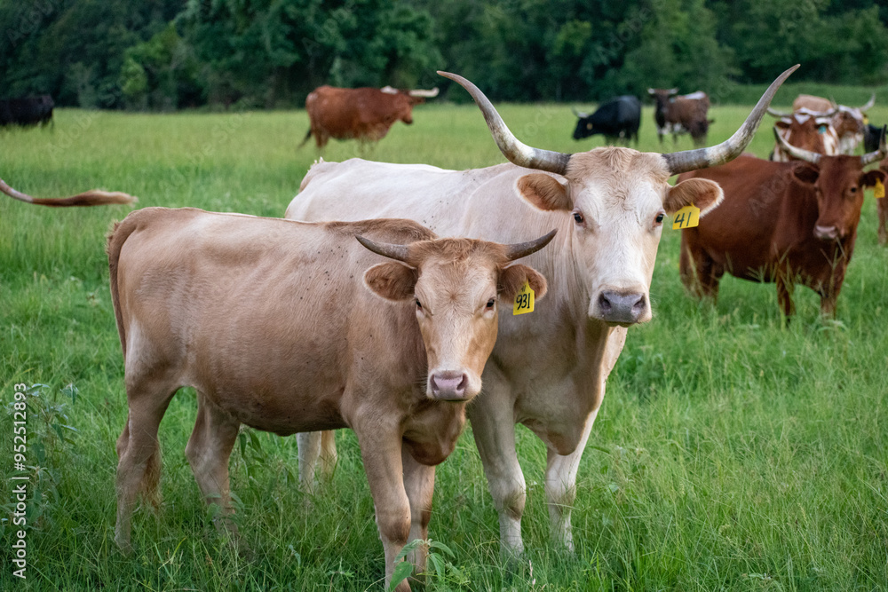 Cow & calf grazing in a pasture Cow & calf grazing in a pasture