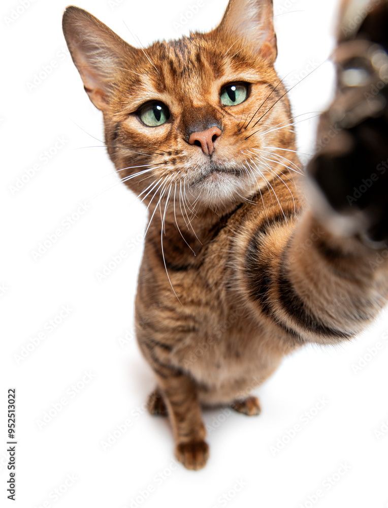 Fototapeta premium Toyger cat making a selfie with wide angle lens