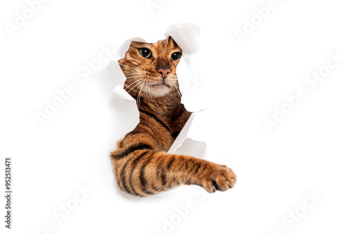 Tabby Toyger cat tearing through a white paper background and reaching out, isolated on white photo