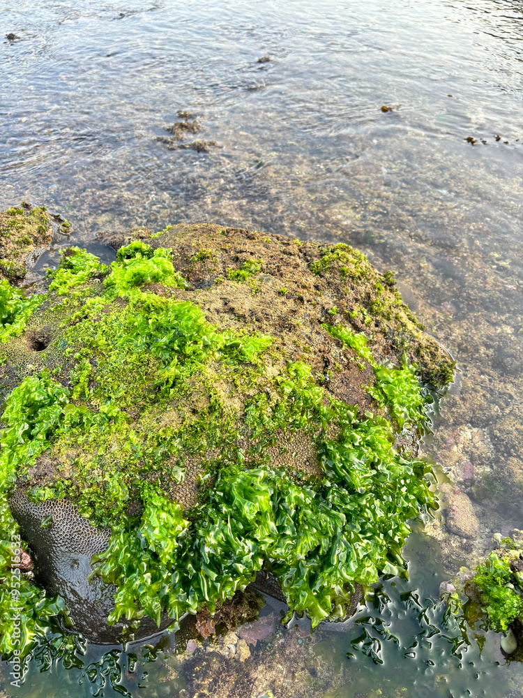 Green Oasis | a rock covered in a thick layer of bright green algae. The algae are growing in patches and appear to be soft and spongy | the vibrant green color of the algae Green Oasis | a rock covered in a thick layer of bright green algae. The algae are growing in patches and appear to be soft and spongy | the vibrant green color of the algae