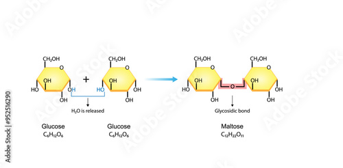 Carbohydrates Digestion. Maltase Enzymes catalyze Disaccharide Maltose Molecules to glucose monosaccharide. Glucose Sugar Formation. Scientific Diagram. Vector Illustration.