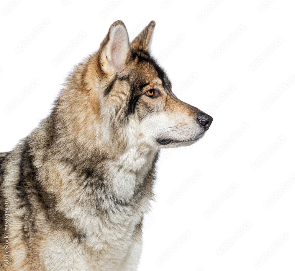 Fototapeta premium Head shot Side view of a Timber Shepherd a kind of wolf dog very similar to a wolf, facing and looking at the camera, Isolated on white