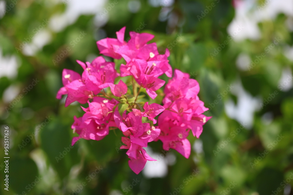 close up pink bougainvillea close up pink bougainvillea