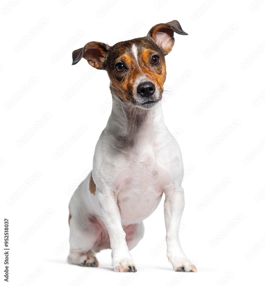 Jack russell terrier sitting and looking at camera on white background Jack russell terrier sitting and looking at camera on white background