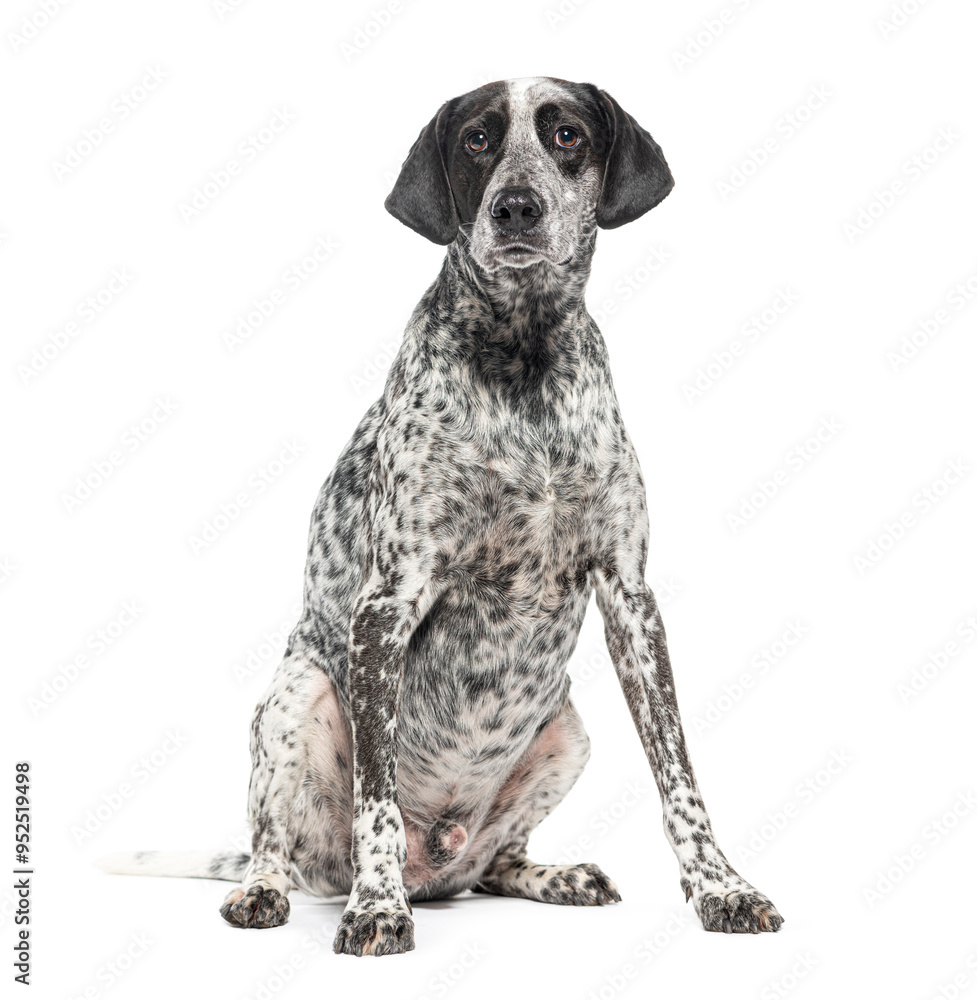 Sitting Braque d'auvergne dog, Isolated on white Sitting Braque d'auvergne dog, Isolated on white