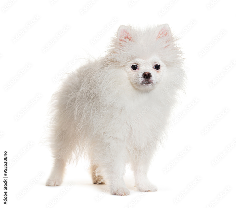 Standing Four months old puppy whitePomeranian looking at the camera , isolated Standing Four months old puppy whitePomeranian looking at the camera , isolated