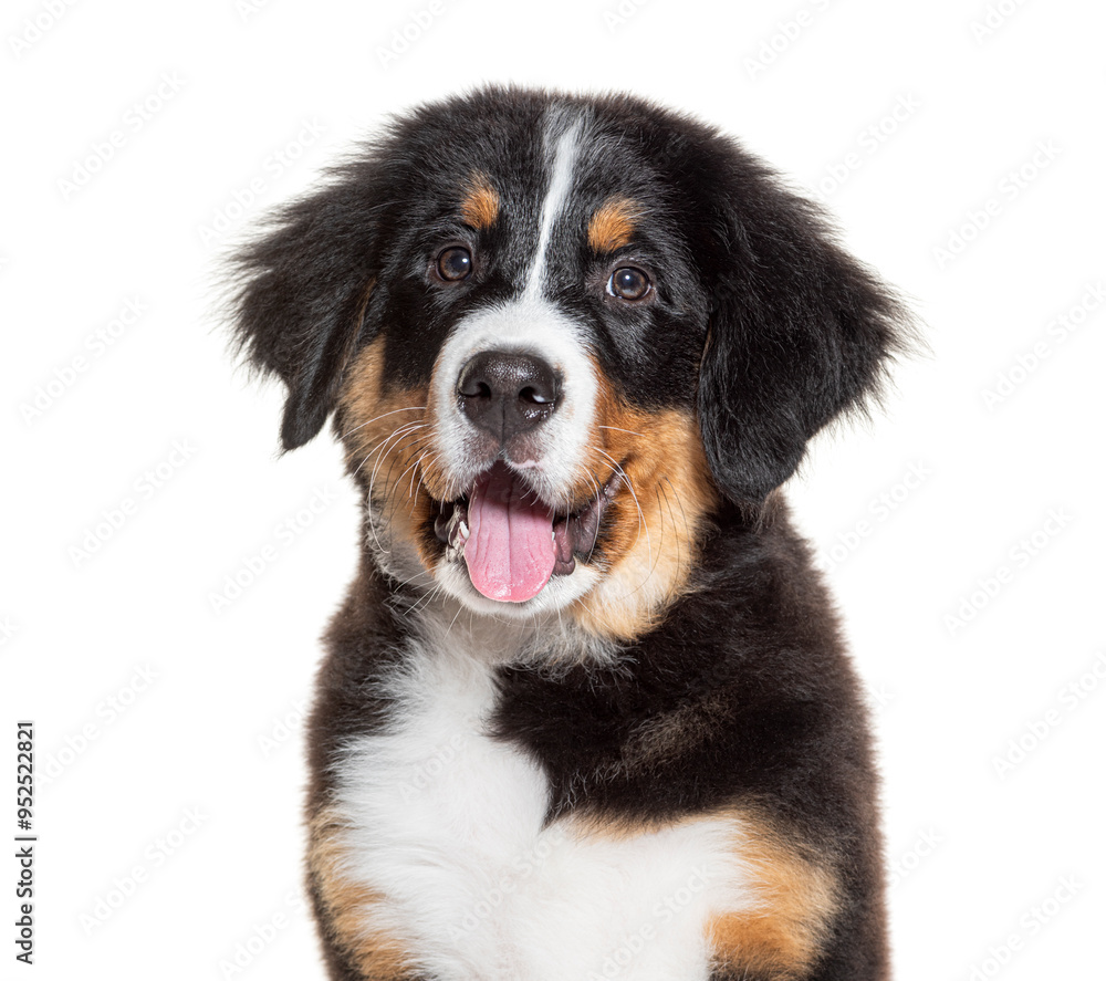 Head shot of a three months old bernese montain dog puppy panting and looking happy at the camera , isolated on white Head shot of a three months old bernese montain dog puppy panting and looking happy at the camera , isolated on white