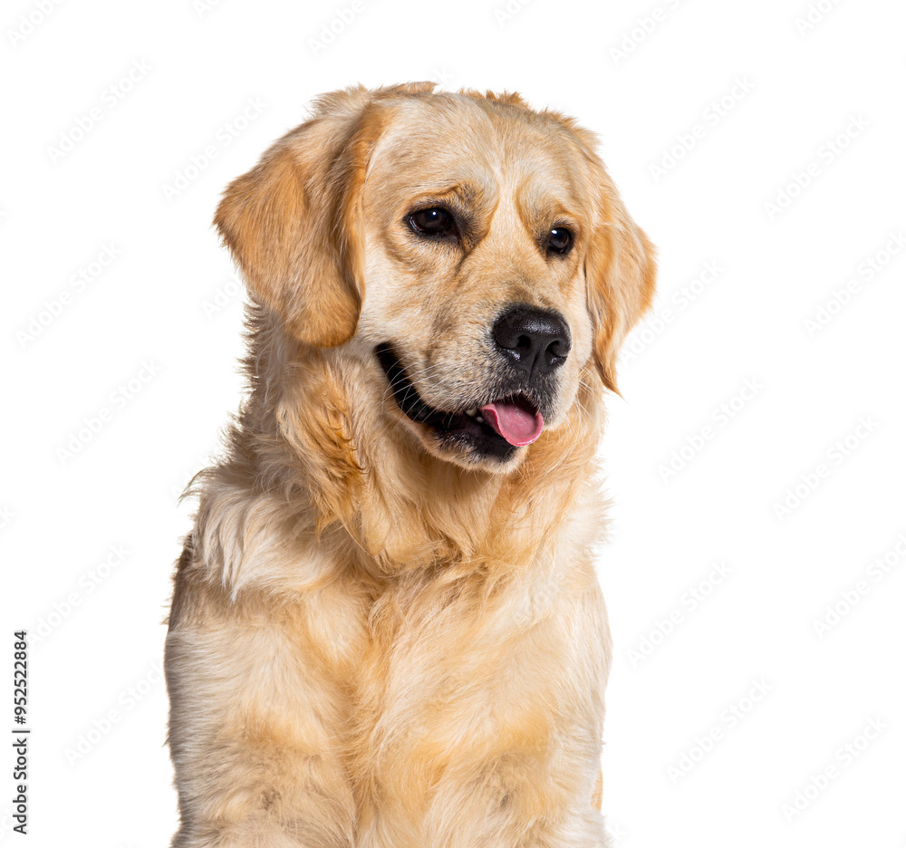 Golden retriever dog sitting and looking to the side panting with its tongue out Golden retriever dog sitting and looking to the side panting with its tongue out