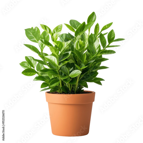 Green plant in terracotta pot isolated transparent background