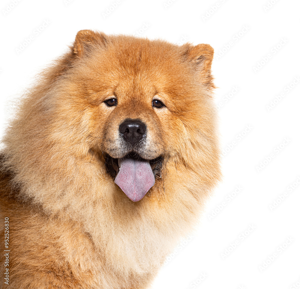 Φωτογραφία Head shot of Red coated Chow Chow showing its Bleu tongue and looking at camera,