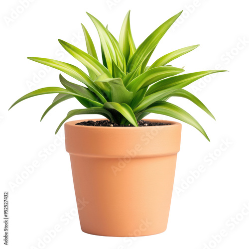 Green plant in terracotta pot isolated transparent background