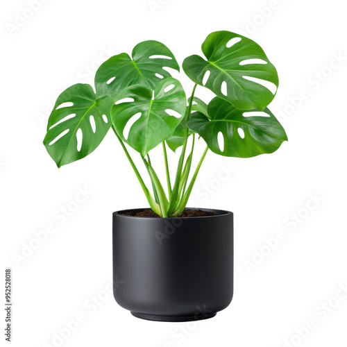 Monstera Deliciosa Plant in Black Pot Green Leaves Home Decor Indoor Plant