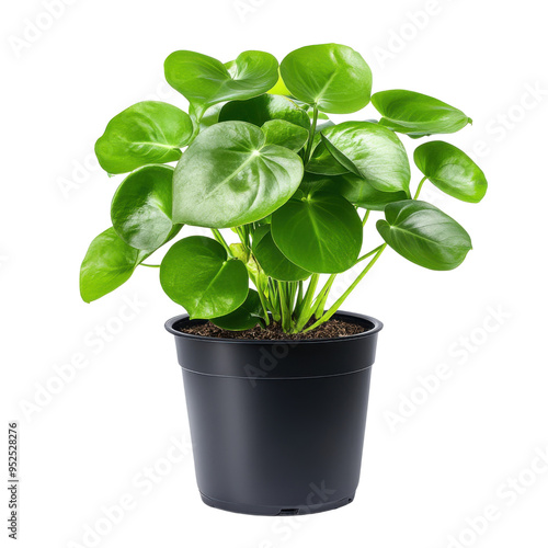 Green pilea peperomioides plant in black pot isolated transparent background