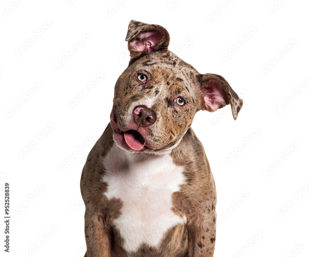 Head shot of a American Bully looking at camera Head tilted, isolated on white