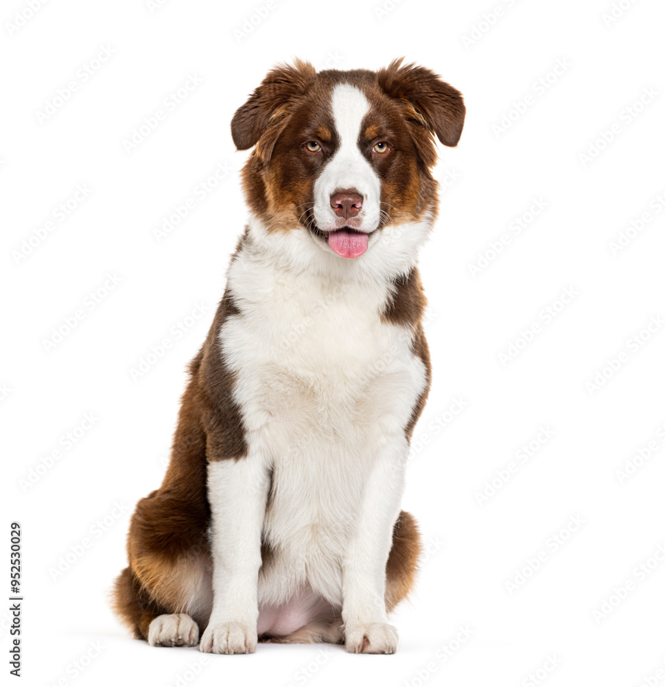 Australian shepherd dog sitting and panting on white background Australian shepherd dog sitting and panting on white background
