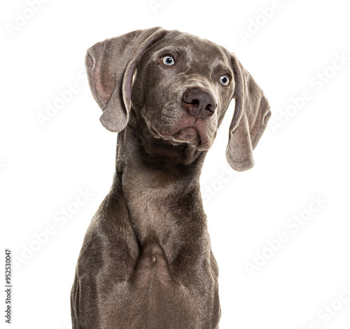 Bild auf Leinwand Beautiful weimaraner dog looking up isolated on white background