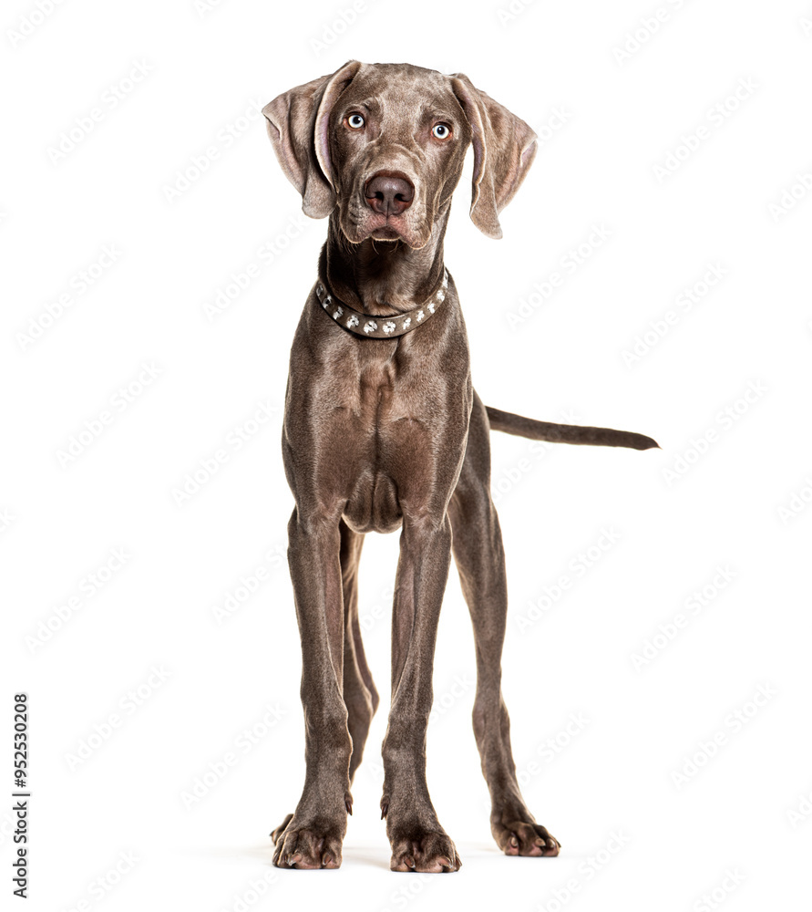 Young weimaraner dog standing and looking forward Young weimaraner dog standing and looking forward