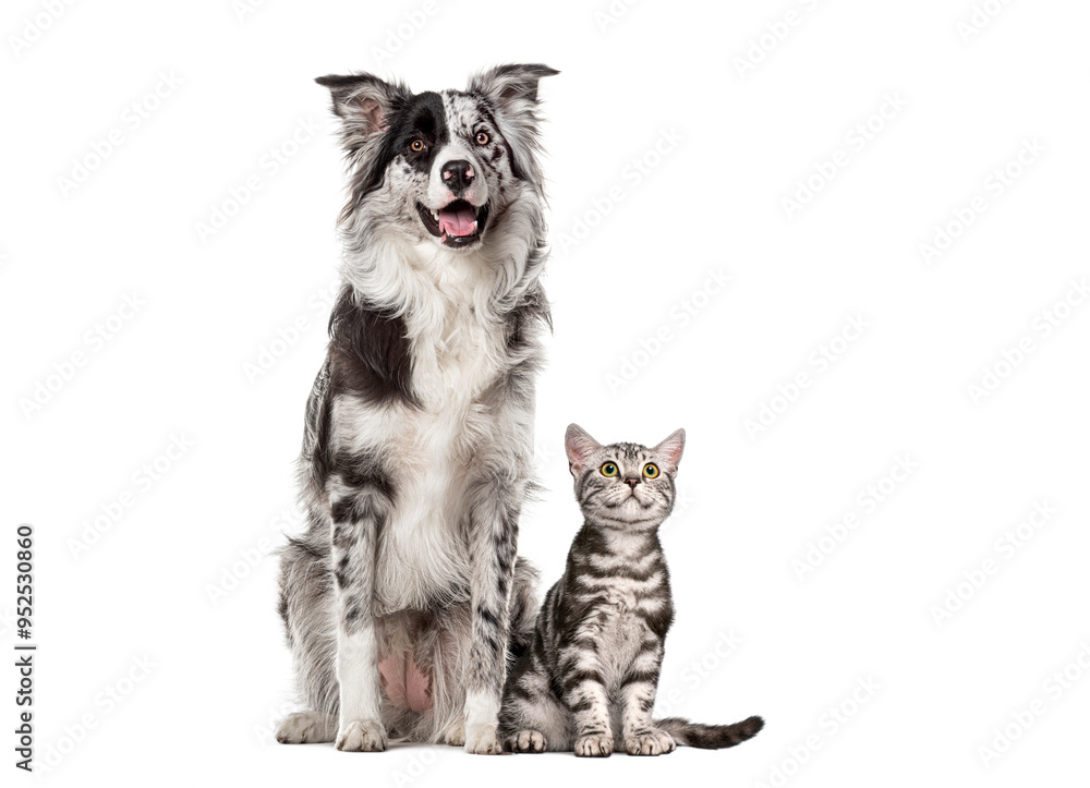 Obraz premium Attentive border collie dog sitting next to a tabby kitten, looking away, isolated on white