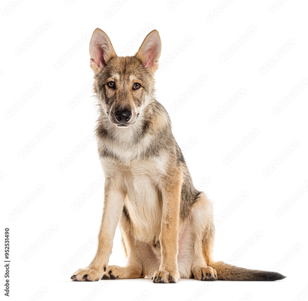 Obraz premium Sarloos wolfdog sitting and looking attentive on a white background