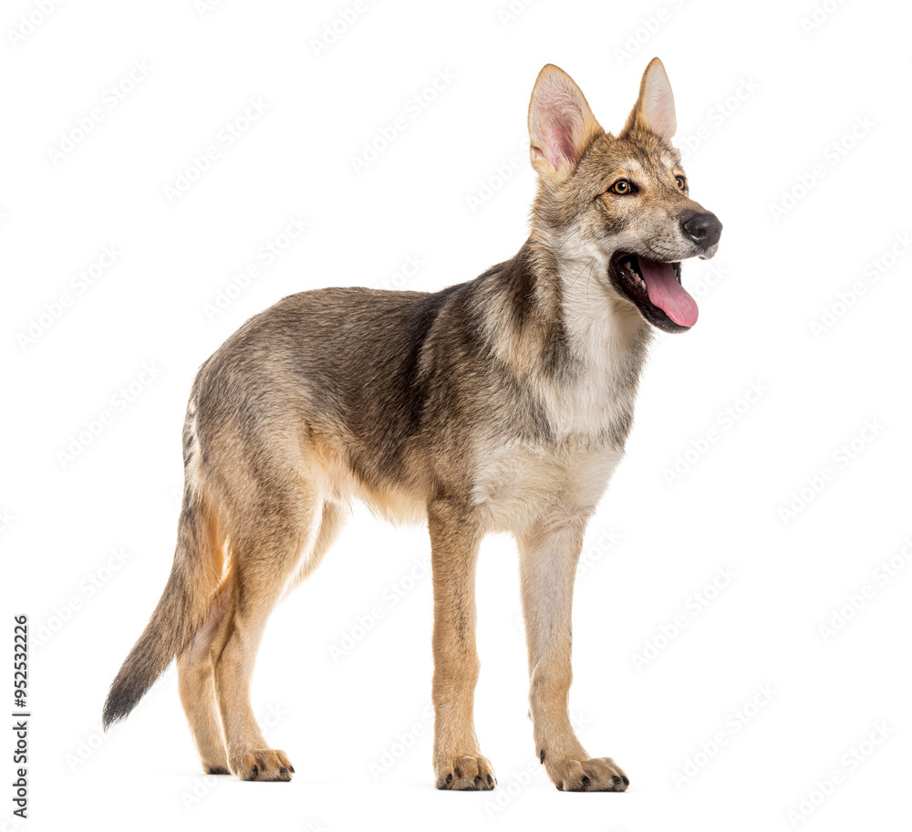 Obraz premium Side view portrait of a Sarloos wolfdog panting, Isolated on white