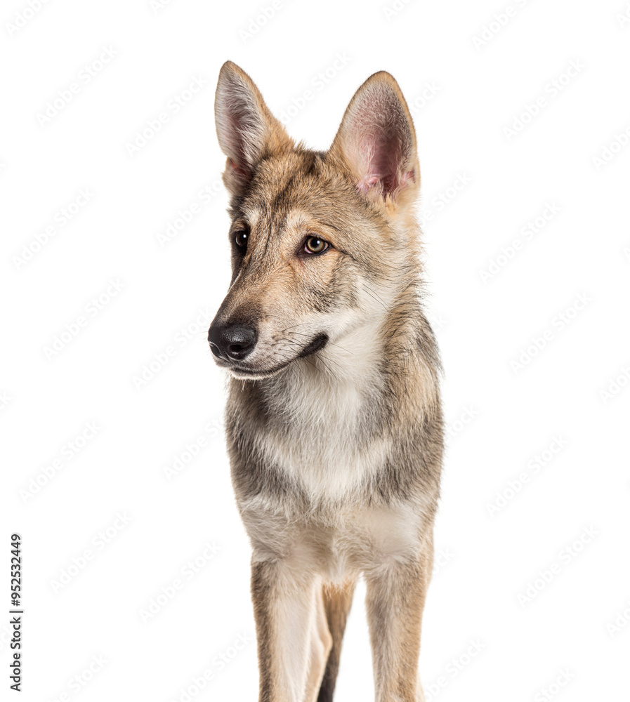 Obraz premium Sarloos wolfdog standing and looking away, Isolated on white