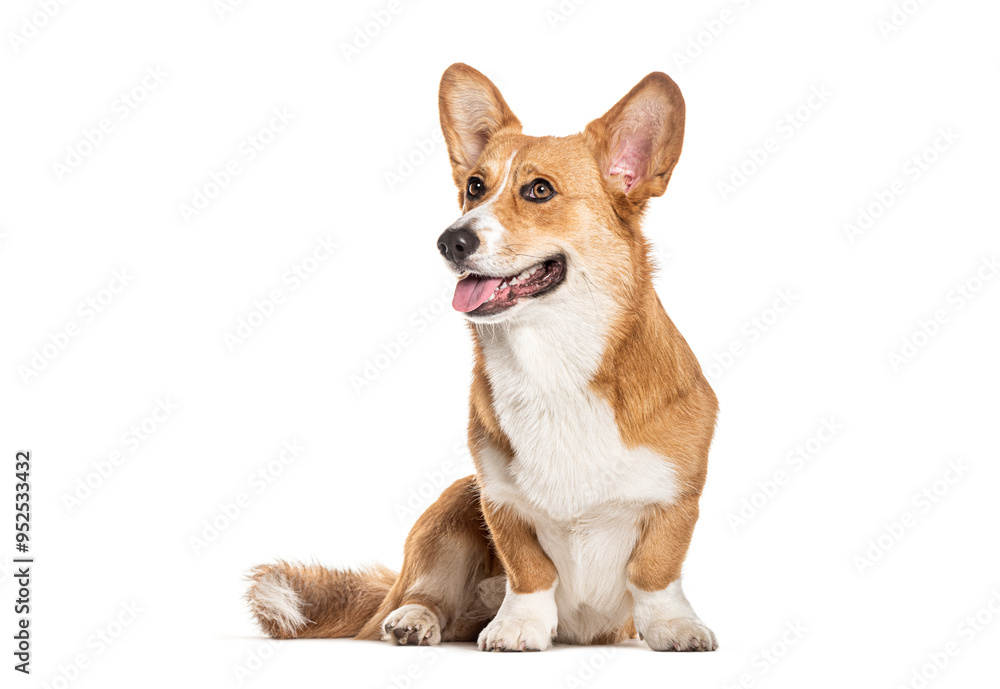 Welsh corgi Cardigan, sitting, looking away and panting, Isolated on white Welsh corgi Cardigan, sitting, looking away and panting, Isolated on white