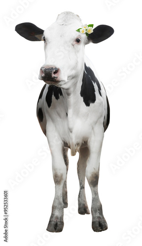 Cute calf with beautiful flowers on white background