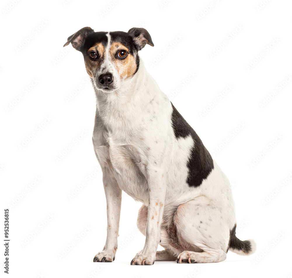 Alert mixed breed dog sitting on white background