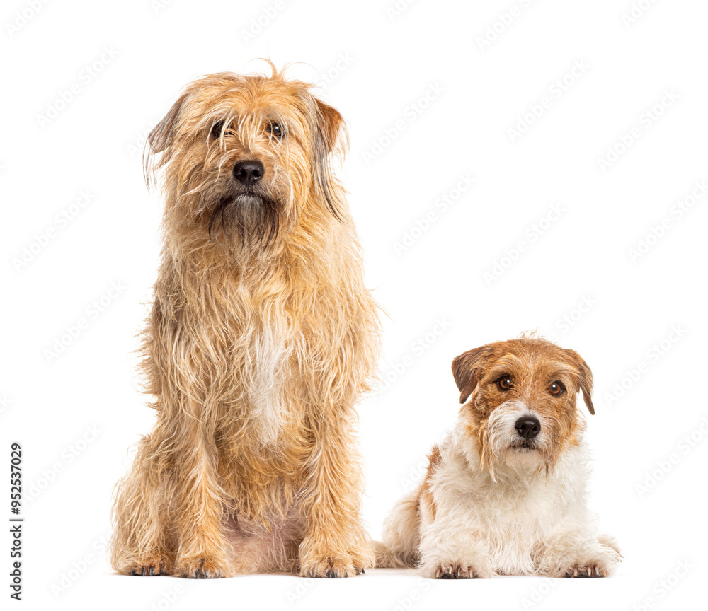 Big shaggy dog sitting next to a small terrier dog Big shaggy dog sitting next to a small terrier dog