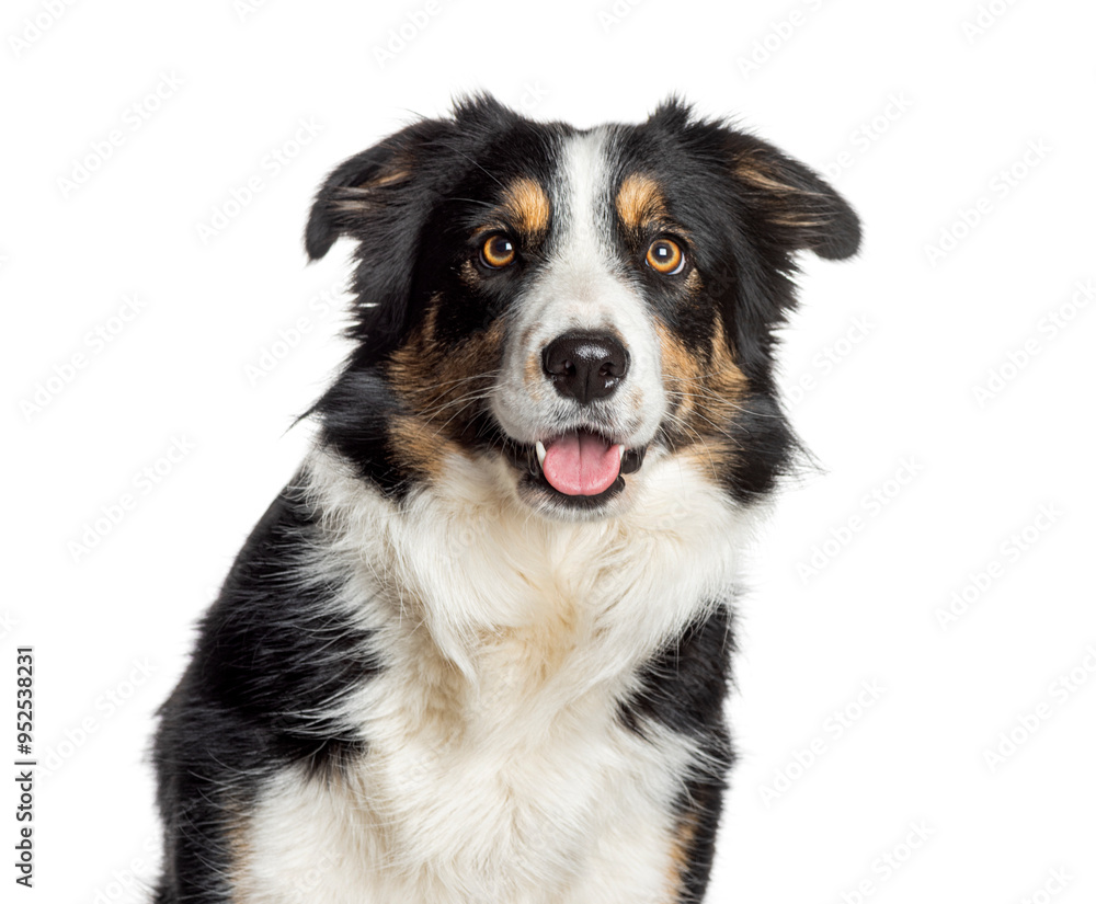Happy border collie dog sitting and panting, isolated on white background Happy border collie dog sitting and panting, isolated on white background