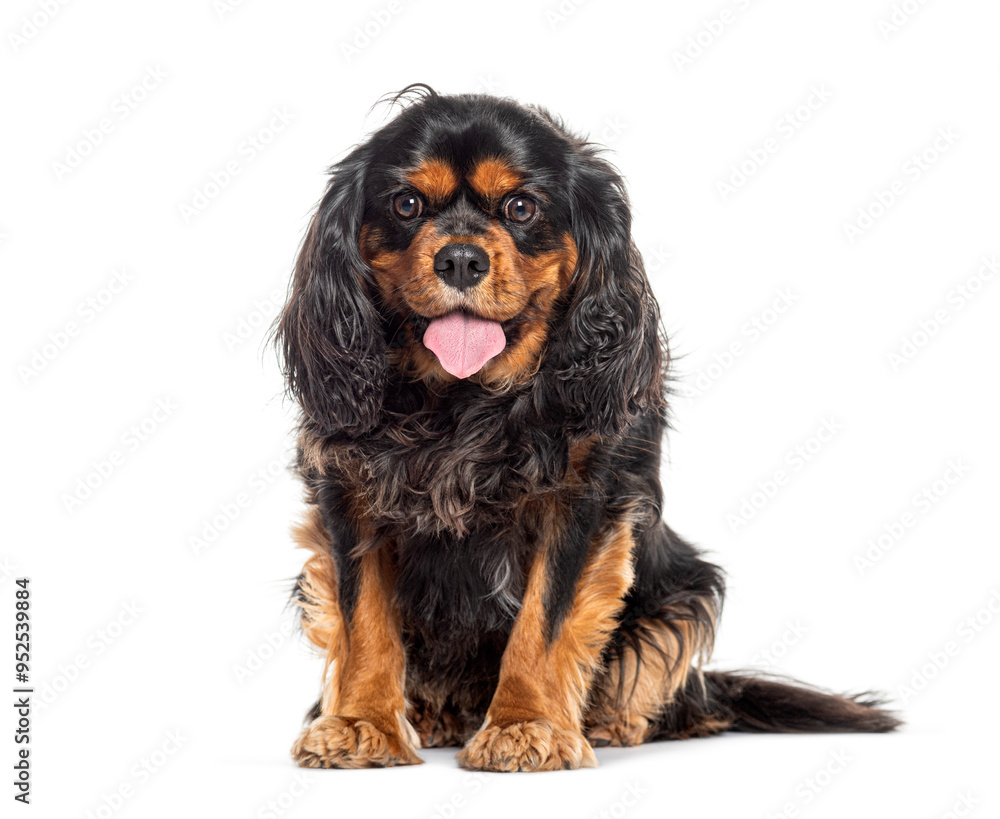 Cavalier king charles spaniel sitting and sticking out its tongue looking exhausted, isolated on white Cavalier king charles spaniel sitting and sticking out its tongue looking exhausted, isolated on white
