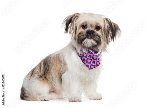 Fluffy Shih Tzu dog with a purple bandana decorated with hearts is posing, sitting