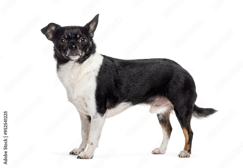 Black and white short haired chihuahua standing on white background Black and white short haired chihuahua standing on white background