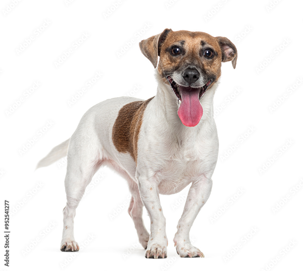 Jack russell terrier standing and panting, isolated on white