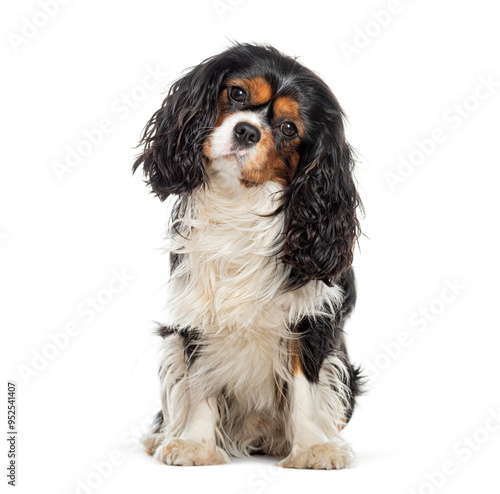 Cavalier King Charles Spaniel looking at the camera head tilted, isolated on whtie