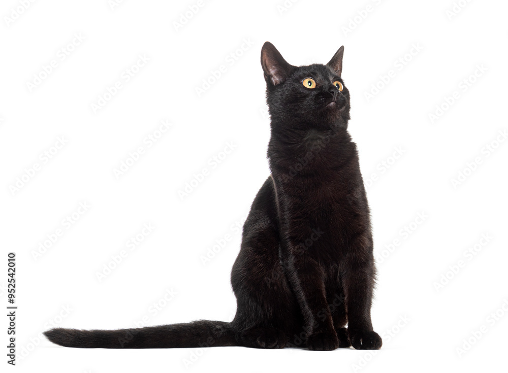 Black european shorthair cat, yellow eyed, looking up, sitting, isolated on white Black european shorthair cat, yellow eyed, looking up, sitting, isolated on white