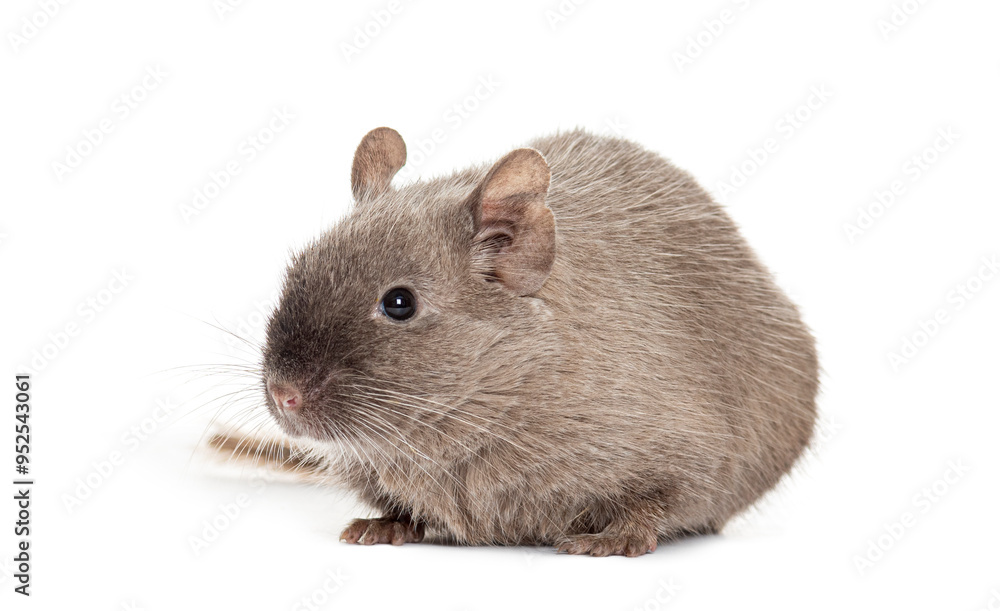 Brown Common degu, Octodon degus, isolated on white Brown Common degu, Octodon degus, isolated on white