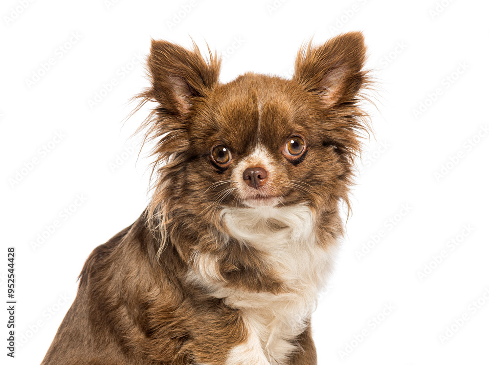Long haired chihuahua dog sitting and posing on white background Long haired chihuahua dog sitting and posing on white background