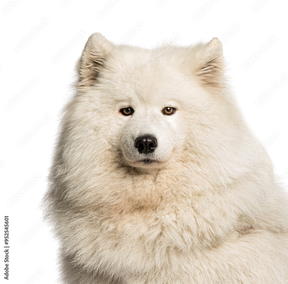 Majestic samoyed dog posing on white background Majestic samoyed dog posing on white background