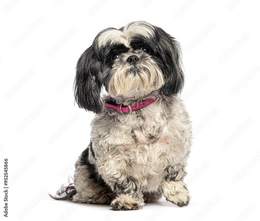Shih tzu sitting and wearing a pink collar on white background Shih tzu sitting and wearing a pink collar on white background
