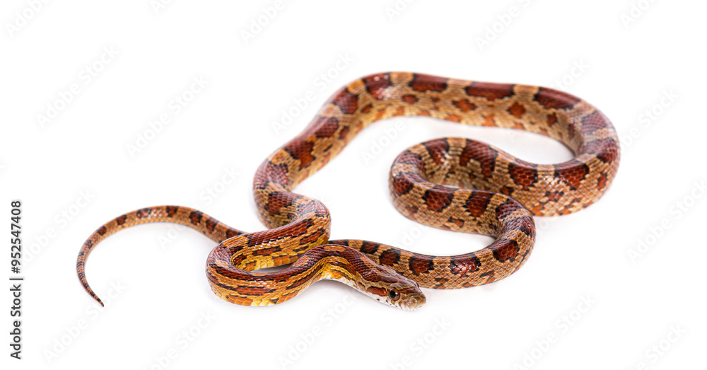 Brown Young Corn snake slithering on white background Brown Young Corn snake slithering on white background