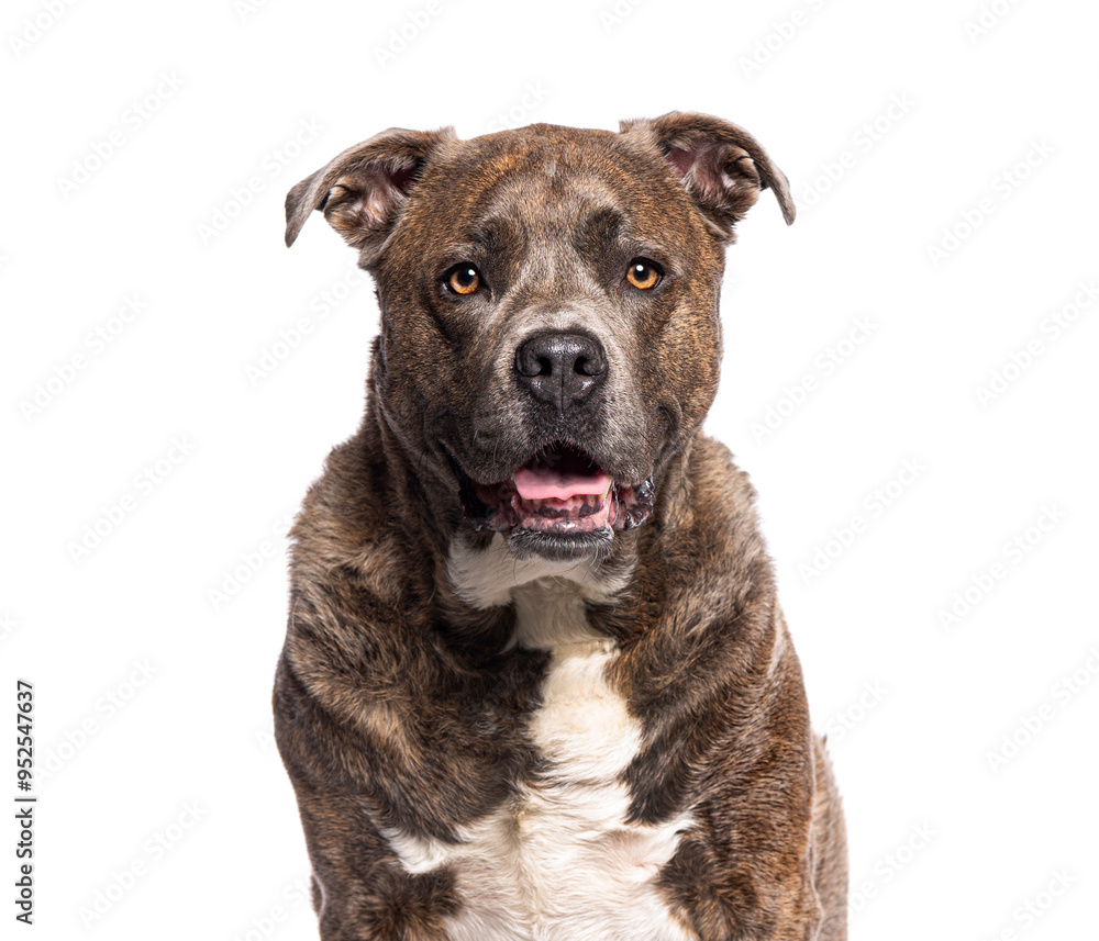 American staffordshire terrier panting and looking at camera on white background American staffordshire terrier panting and looking at camera on white background