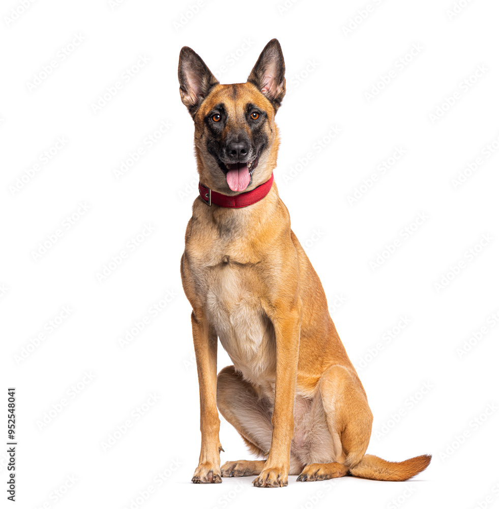 Belgian shepherd dog panting and sitting on white background Belgian shepherd dog panting and sitting on white background
