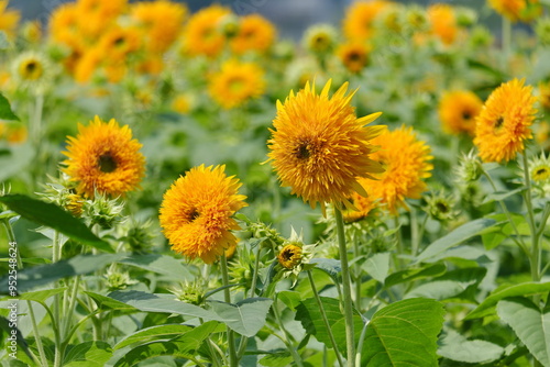 八重ひまわり、筑西市、茨城県 Double sunflowers, Chikusei City, Ibaraki Prefecture