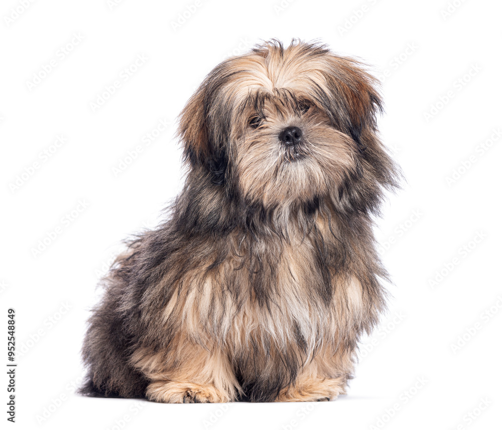 Lhassa Apso with fluffy brown and white fur sitting and looking curious, isolated on white Lhassa Apso with fluffy brown and white fur sitting and looking curious, isolated on white