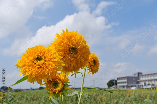 八重ひまわり、筑西市、茨城県　Double sunflowers, Chikusei City, Ibaraki Prefecture