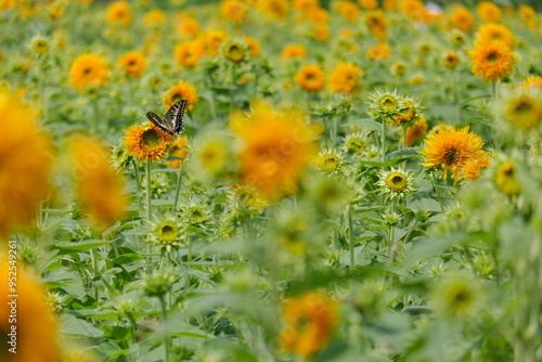 八重ひまわり、筑西市、茨城県　Double sunflowers, Chikusei City, Ibaraki Prefecture