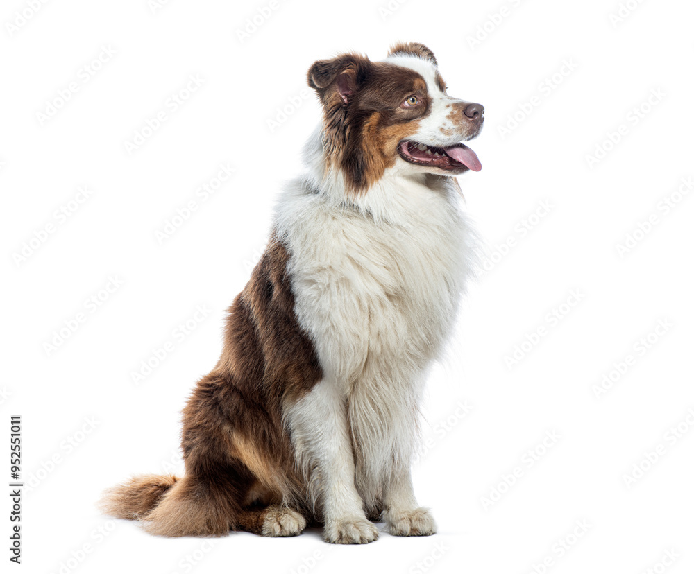 Side view of a Panting Australian shepherd sitting, panting and looking away, isolated on white Side view of a Panting Australian shepherd sitting, panting and looking away, isolated on white