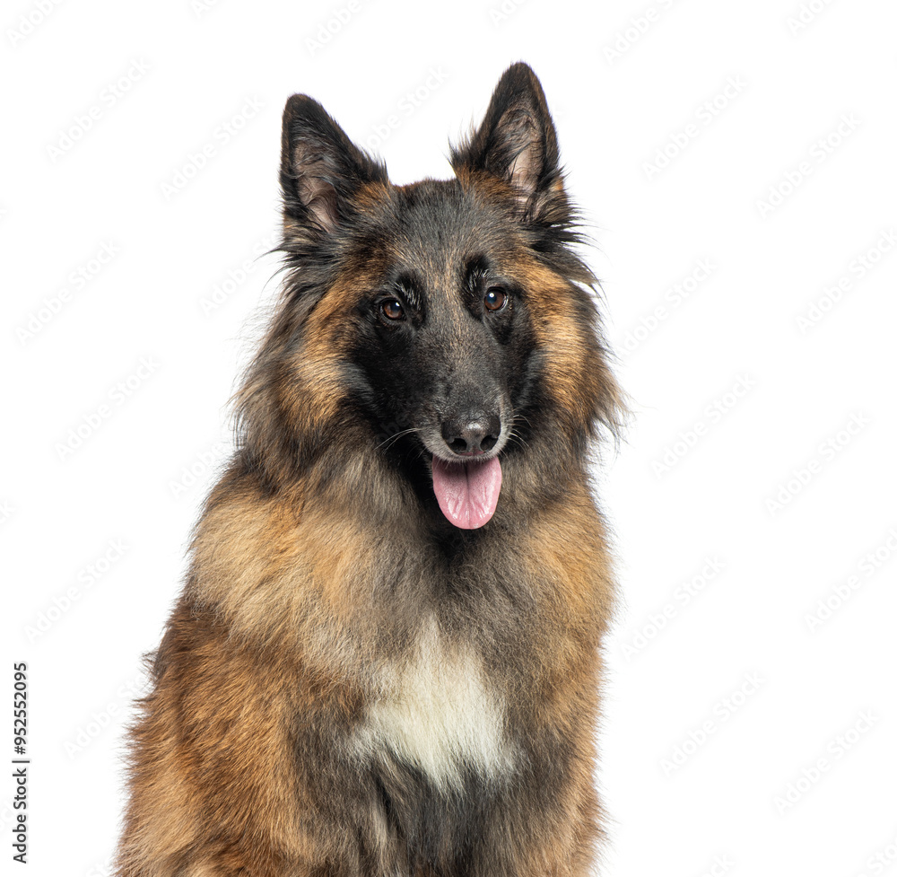 Tervuren, Belgian shepherd dog sitting on white background and panting Tervuren, Belgian shepherd dog sitting on white background and panting